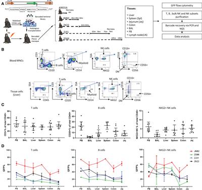 Barcode clonal tracking of tissue-resident immune cells in rhesus macaque highlights distinct clonal distribution pattern of tissue NK cells